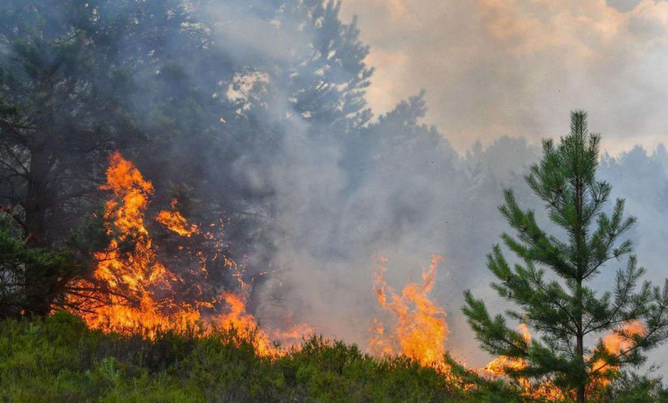 osmaniye’de orman yangını