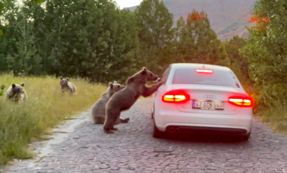ayılar yol kesip vatandaşlardan yemek istiyor