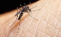 Sıtma tedavi edilmezse ölüm yaşanabilir