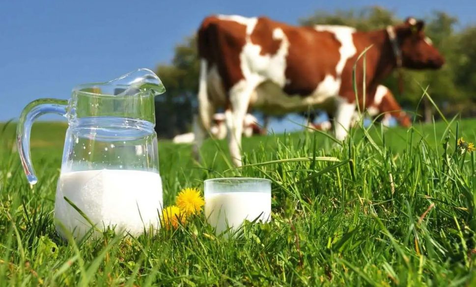897 bin ton inek sütü toplandı
