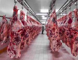 kırmızı et üretiminin yüzde 70’ini sığır eti oluşturdu